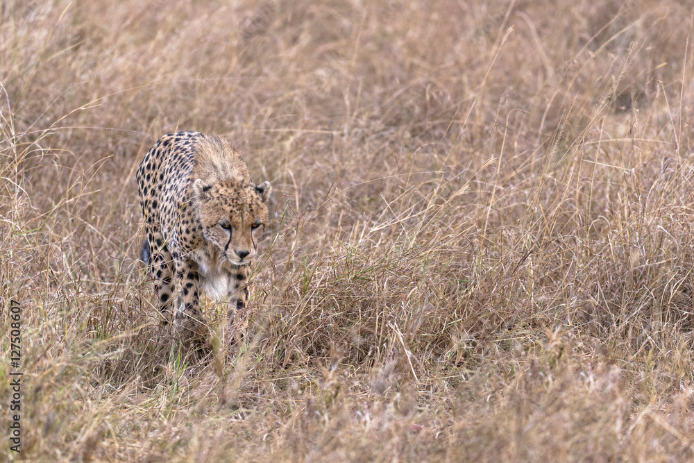 Naklejka premium Young cheetah