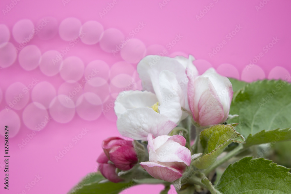Fototapeta premium apple flowers and pink bokeh