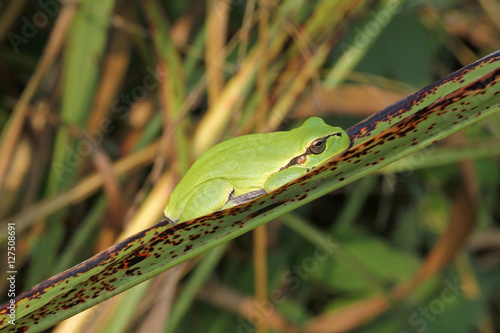 raganella (Hyla arborea) su una lunga foglia photo