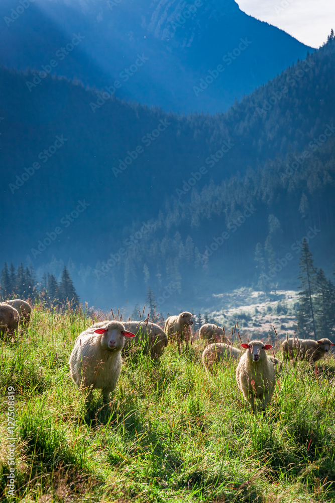Fototapeta premium Wonderful grazing herd of sheep at dawn, Tatra Mountains