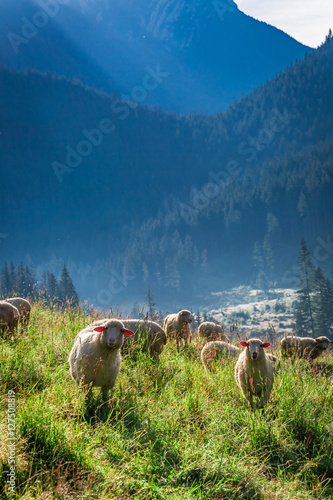Wonderful grazing herd of sheep at dawn, Tatra Mountains