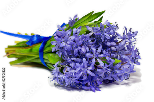 snowdrops scilla  flowers isolated