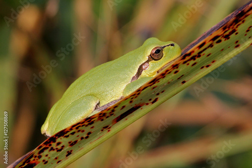 raganella (Hyla arborea) su una lunga foglia photo