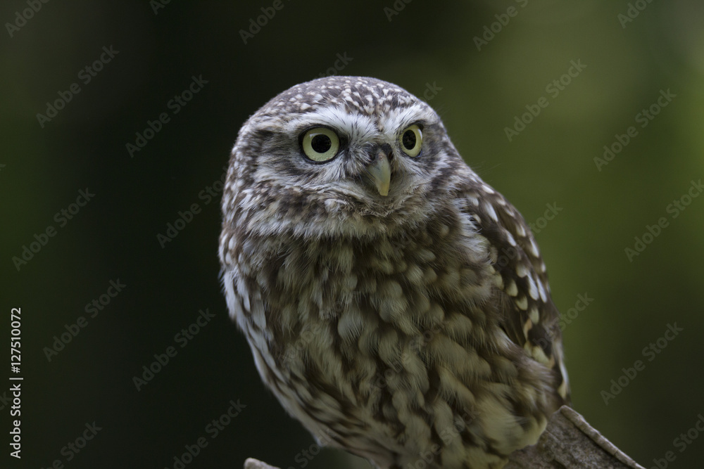 Fototapeta premium Little Owl, Bird of Prey, cute portrait with a clean background