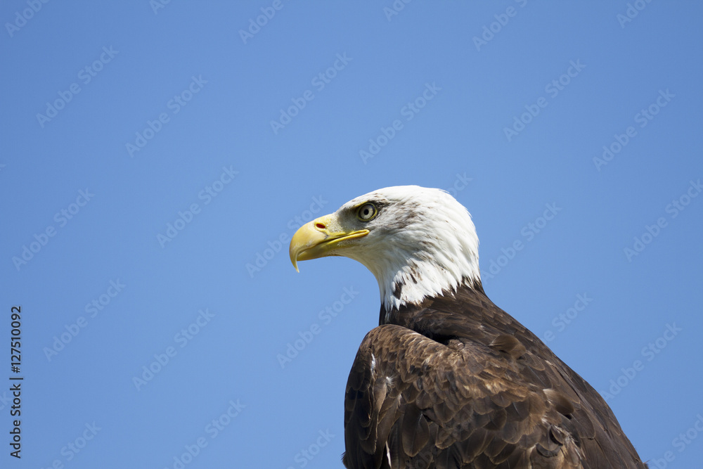 Obraz premium Bald Eagle