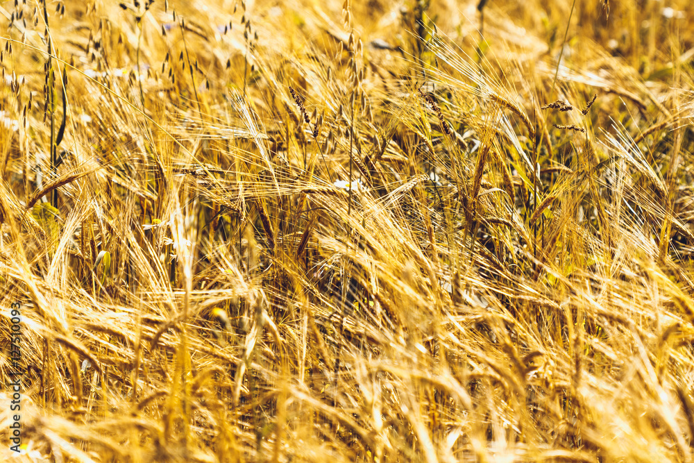 Fototapeta premium Golden Wheat Field