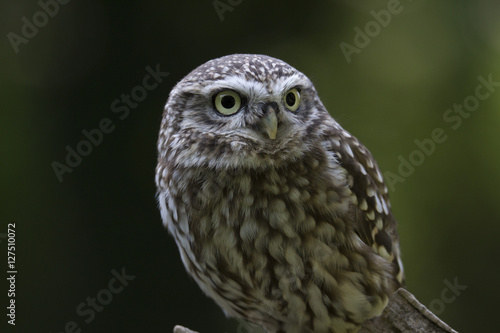 Little Owl, Bird of Prey, cute portrait with a clean background