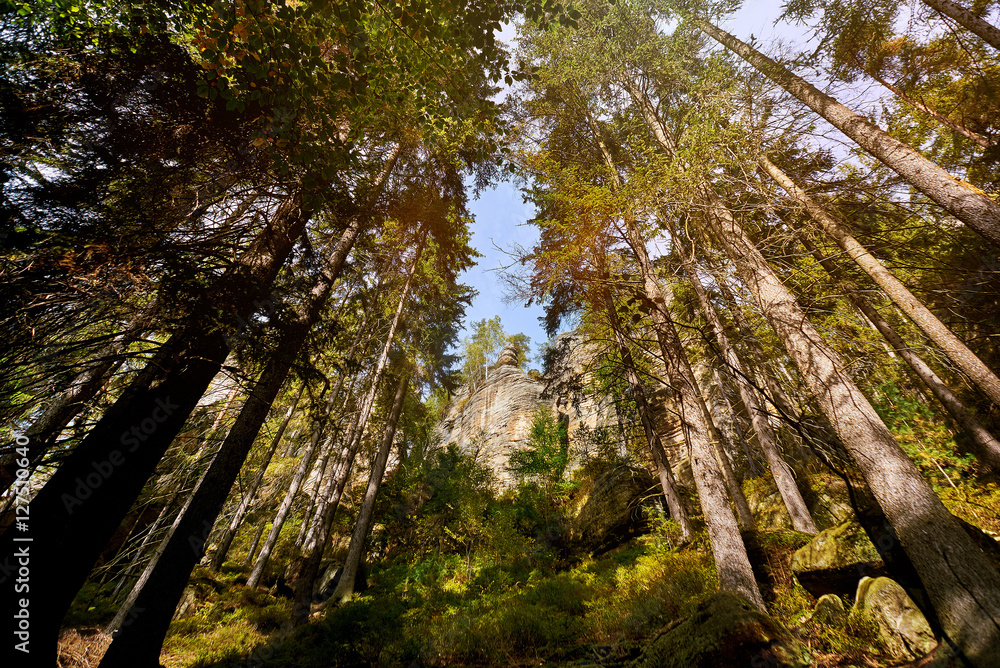 Obraz premium Magic dark forest. Autumn forest scenery with rays of warm light