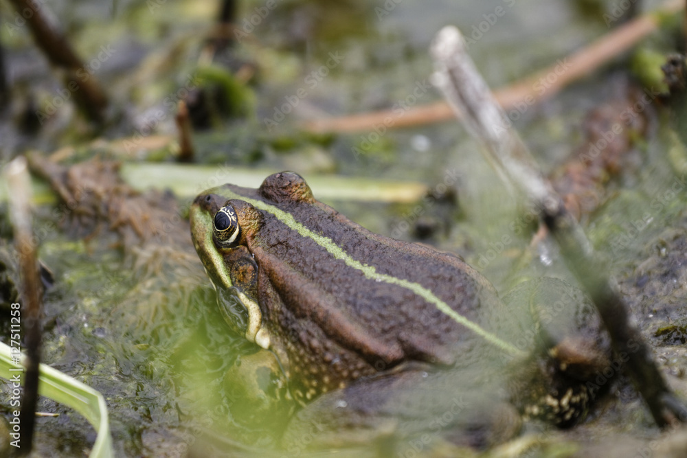 Fototapeta premium Frosch, Teichfrosch, Rana esculenta