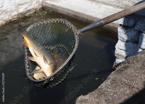 carps
