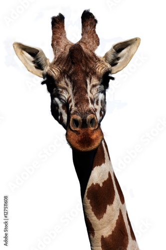 Giraffe head isolated on white background © lomby82