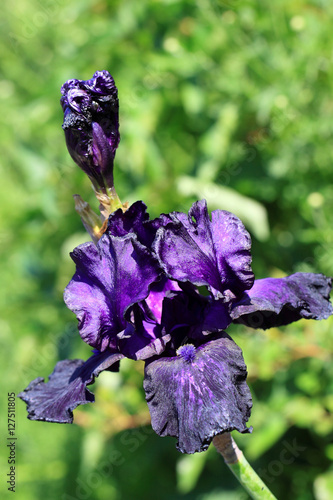 Fototapeta Naklejka Na Ścianę i Meble -  Black iris flower