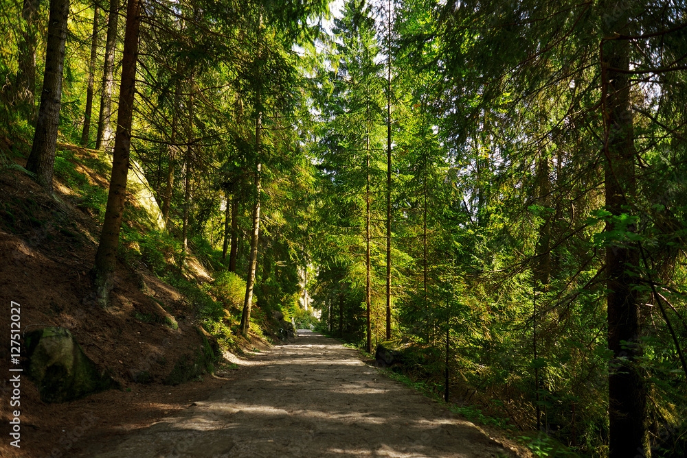 Obraz premium Magic dark forest. Autumn forest scenery with rays of warm light