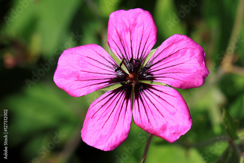 Fototapeta Naklejka Na Ścianę i Meble -  Dark purple-violet Geranium psilostemon flower