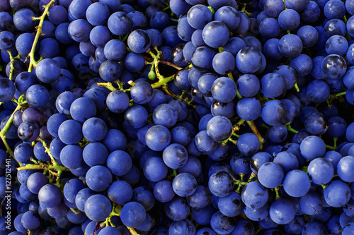 Leinwand Poster Red wine grapes background. Dark blue wine grapes.