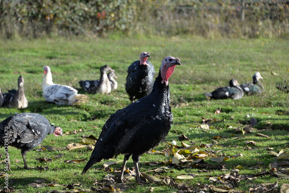 Fototapeta premium Pintade
