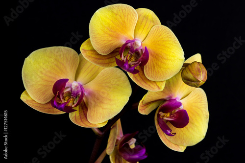 Fototapeta Naklejka Na Ścianę i Meble -  Yellow-pink orchid