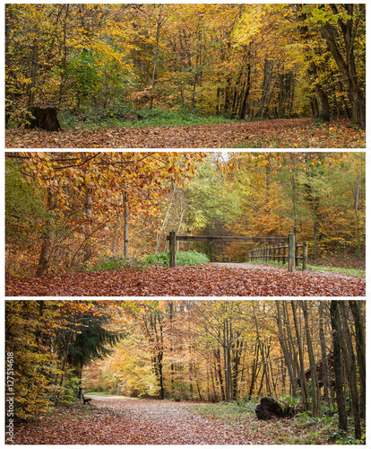 composition forêt en automne