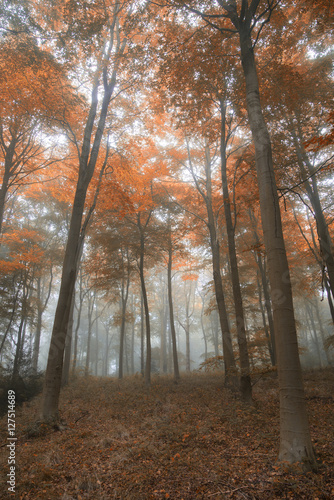 Stunning colorful vibrant evocative Autumn Fall foggy forest lan