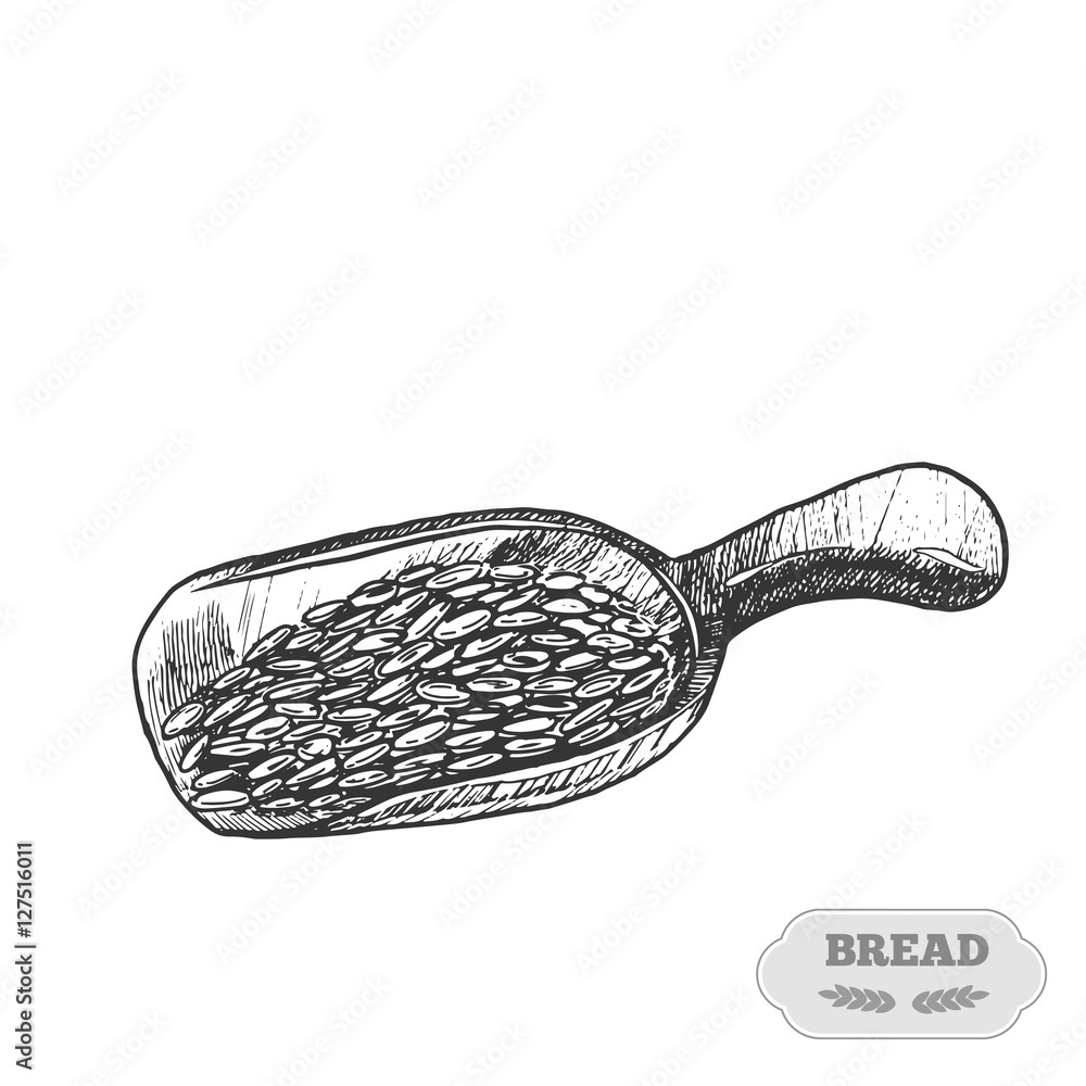 wheat grain. Handwritten skach wheat grain. Handwritten skach