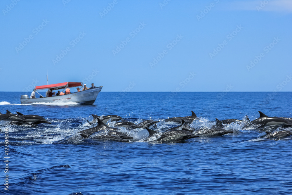 Naklejka premium Kilka delfinów skaczących i pływających u wybrzeży La Paz i niedaleko Isla Espiritu Santo w Baja California w Meksyku. W tle łódka podczas wycieczki krajoznawczej do obserwacji zwierząt.