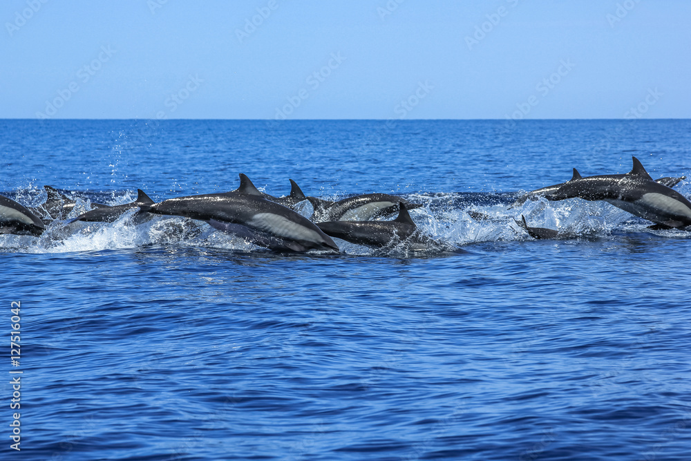 Fototapeta premium Dolphins jumping in Mexico. Isla Espiritu Santo near La Paz, in Baja California.