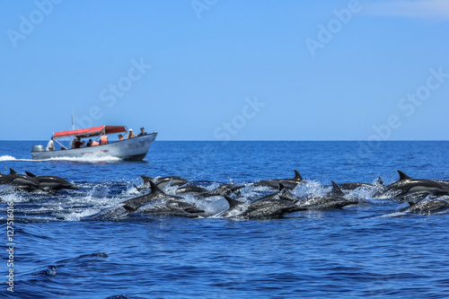 Several dolphins jumping and swimming off the coast of La Paz and close to Isla Espiritu Santo in Baja California, Mexico. In background a boat during a sightseeing tour of observation of animals.