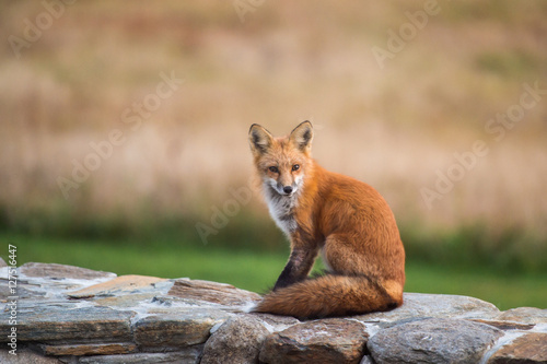 Fox On Stone Wall