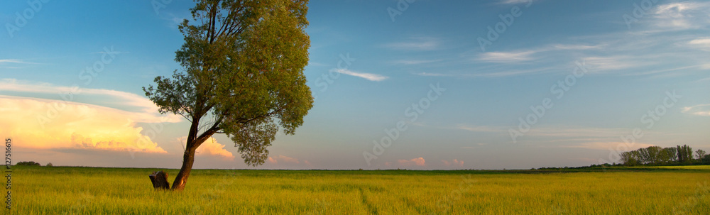 Summer landscape showing field of grass and lonely tree on beautiful sunny day