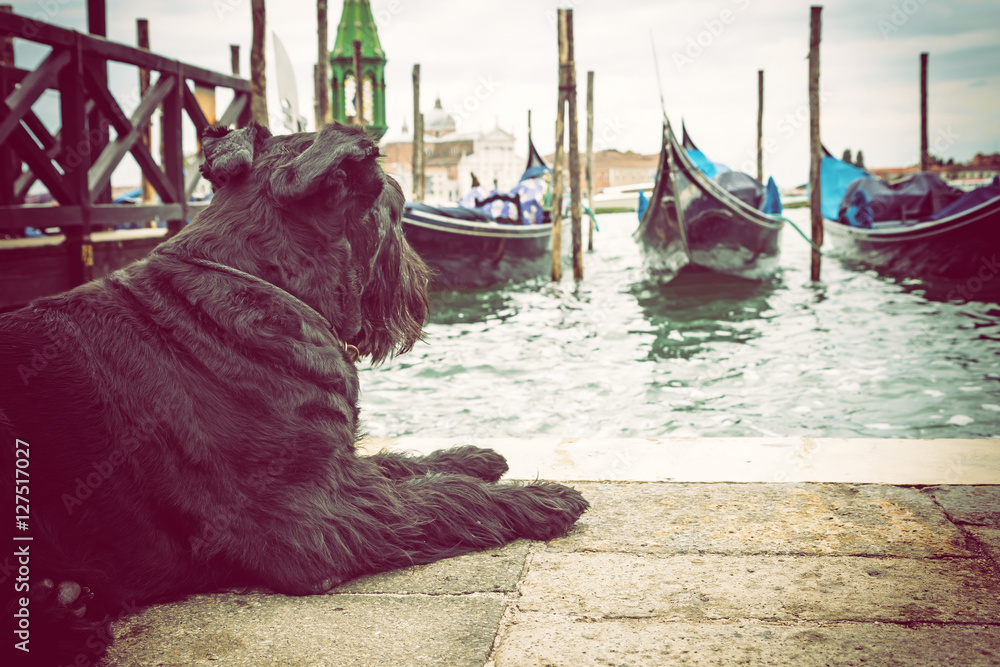 Fototapeta premium Giant Black Schnauzer is lying in front of gondolas in Venice (San Marco Square, Venice, Italy). Edited as a vintage photo with dark edges. 