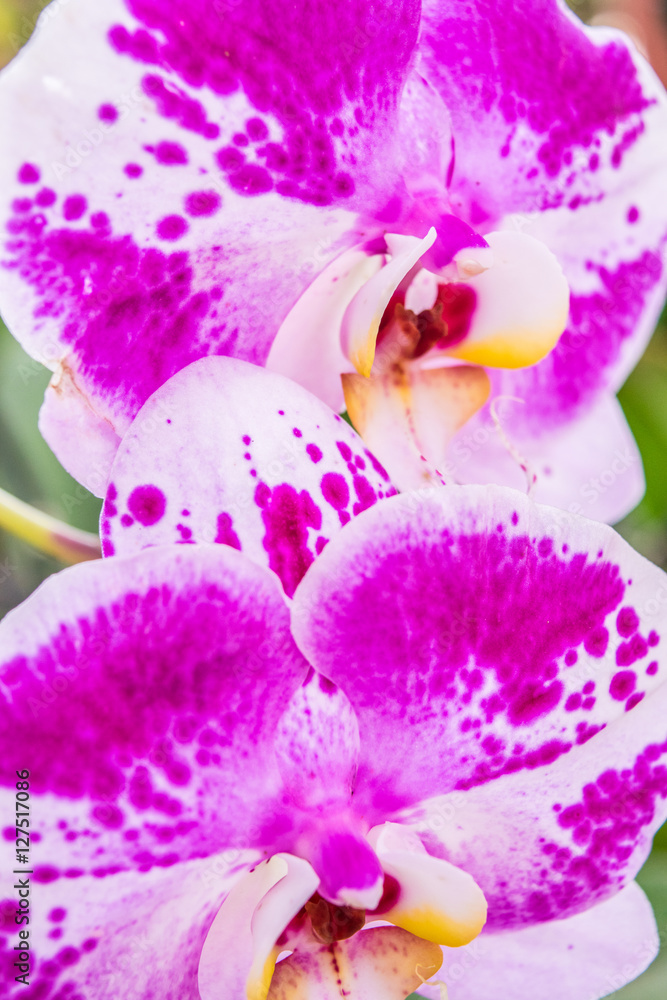 Close up flowers of pink with white inclusion Orchids philinopsis