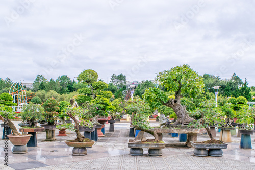 Many pots with Bonsai trees in a park at Dalat Vietnam
