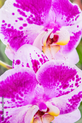 Close up flowers of pink with white inclusion Orchids philinopsis photo