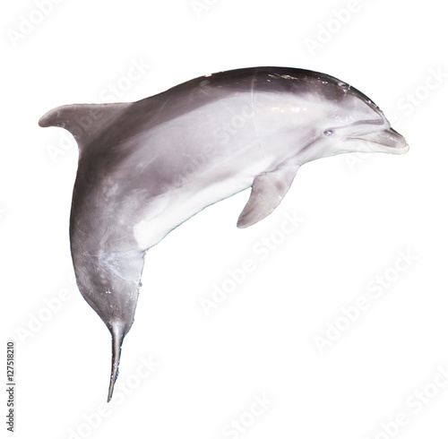 dolphin on a white background