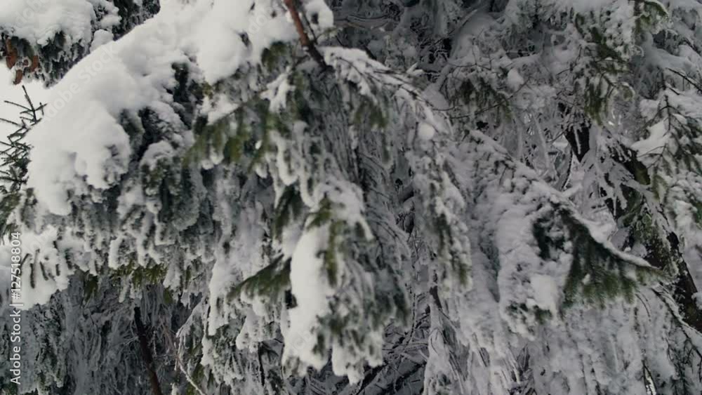 Trees covered with hoarfrost and snow in forest Trees covered with hoarfrost and snow in forest