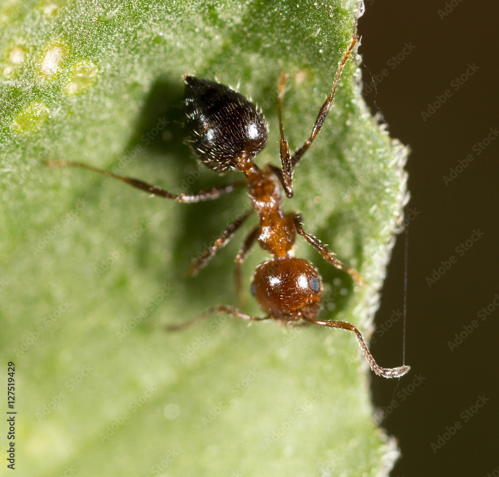 ant in nature. macro ant in nature. macro