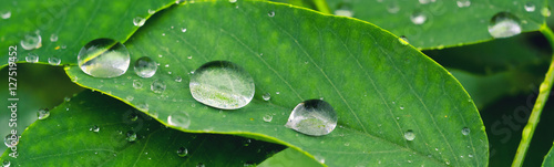 Water drops on leaves during summer rain