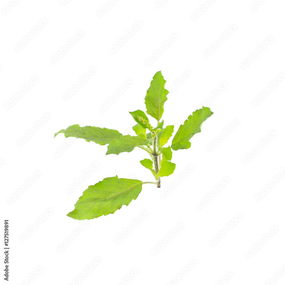 Holy Basil (Ocimum sanctum) isolated on a white background Holy Basil (Ocimum sanctum) isolated on a white background