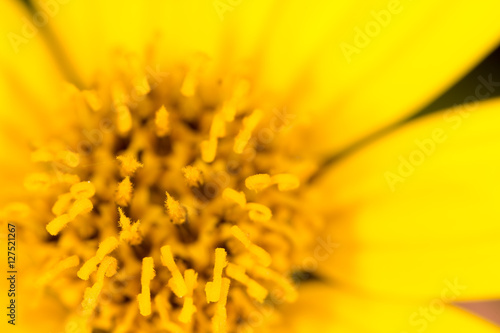 yellow flower in nature