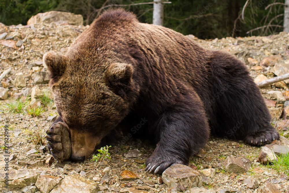 Brown bears Brown bears