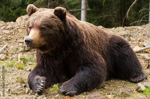 Brown bears