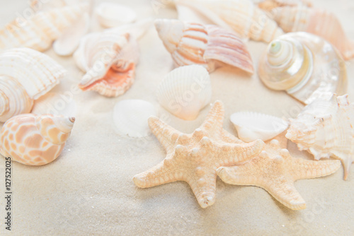 Clams and starfishes on thesea sand