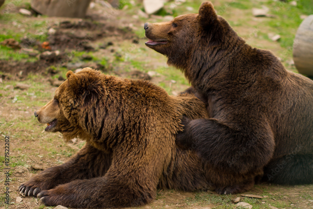 Obraz premium Brown bears