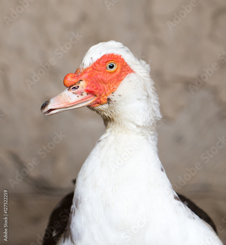 Portrait of white duck on a farm © schankz