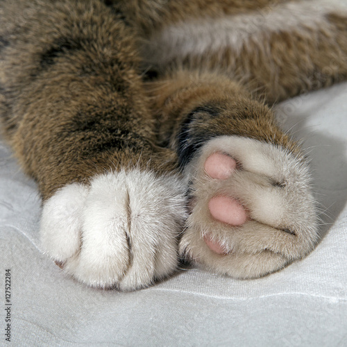 Cats Paws