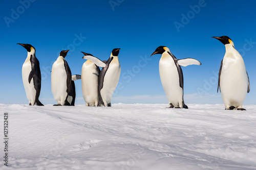 A gang of Emperor penguins cheering on ice