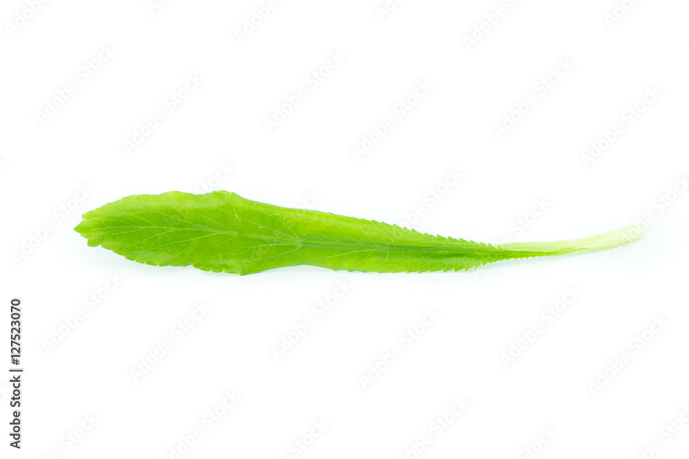 Culantro , Parsley and Spring onion isolated on white background Culantro , Parsley and Spring onion isolated on white background