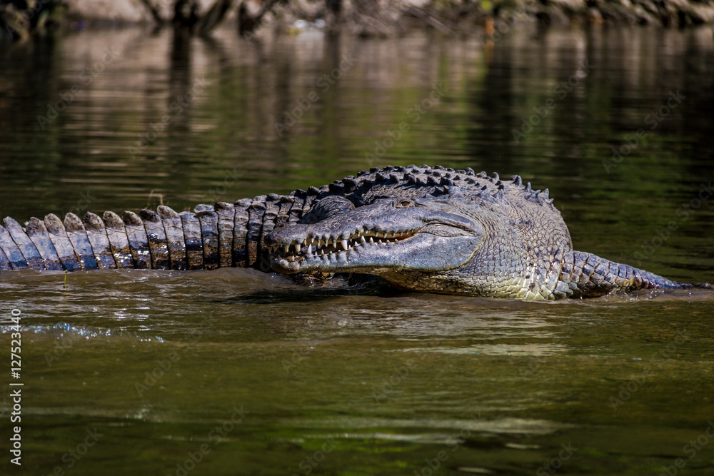 Fototapeta premium Crocodile at Sumidero Canyon - Chiapas, Mexico