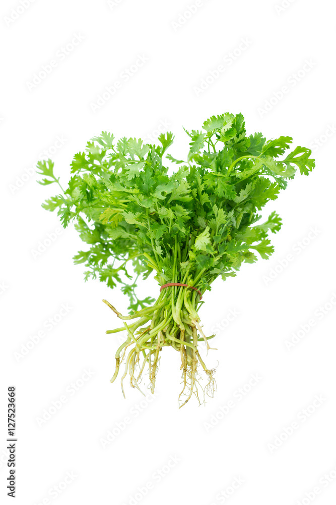 Green coriander isolation on a white background. Green coriander isolation on a white background.