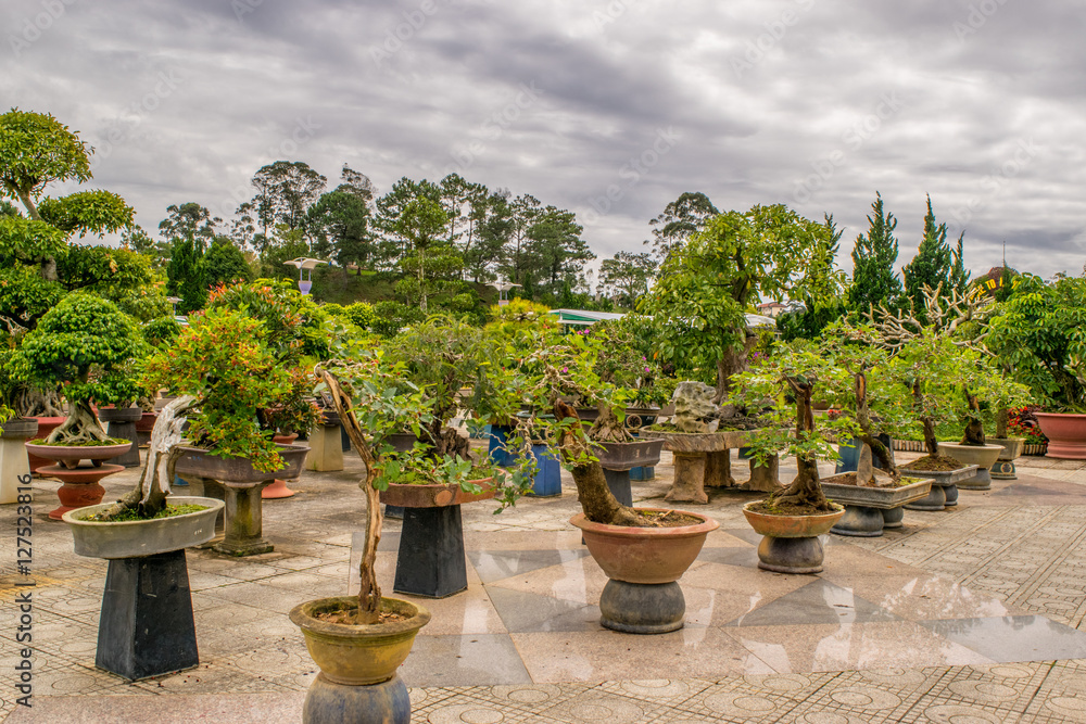 Many Bonsai trees on a stone in a park of flowers in Dalat, Vietnam Many Bonsai trees on a stone in a park of flowers in Dalat, Vietnam